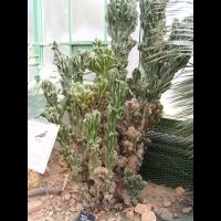 Cereus jamacaru, forme monstrueuse (fam Cactacees) (Bresil) (1)